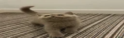 British Shorthair cats for sale: British shorthair (one boy left) - Advert 4