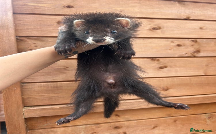 Ferret rodents - Advert 2