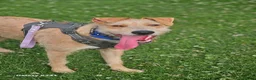 Mixed Breed dogs for sale: Fern 2 years old  in Dukinfield - Advert 15