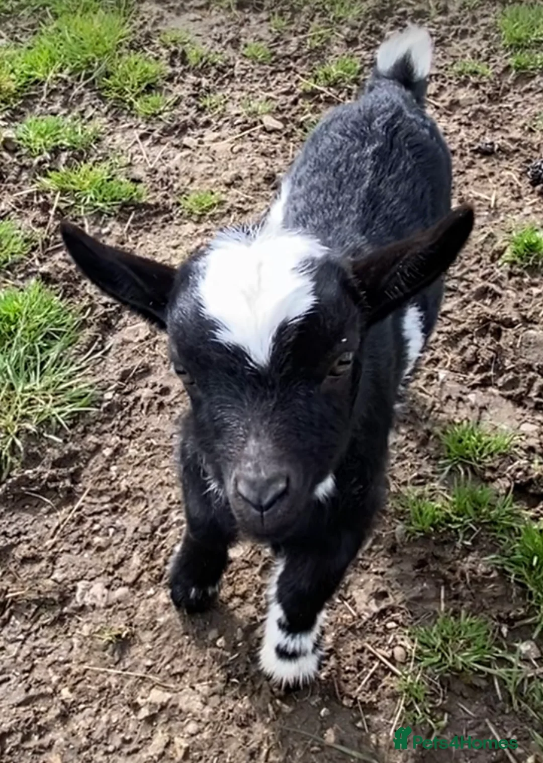 Goats livestock for sale: NEW BORN BOTTLE FED BABIES AND YOUNG NANNIES  - Advert 22