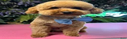 Cavapoochon dogs for sale: Cavapoochon puppies in Sutton Coldfield - Advert 9