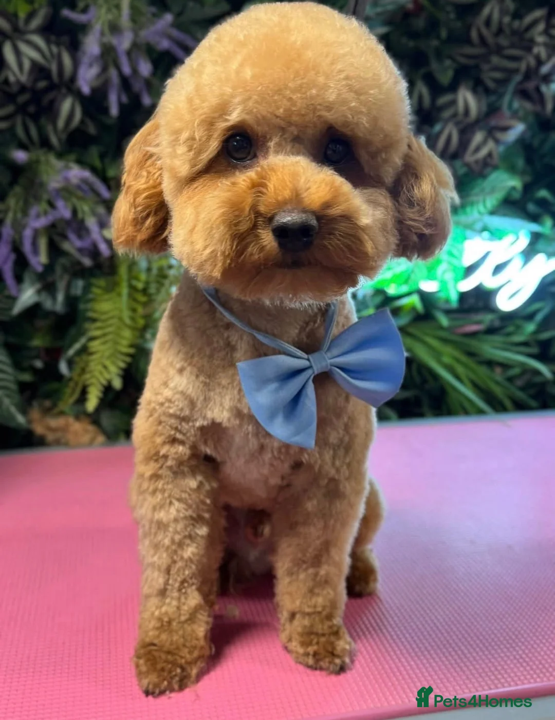 Cavapoochon dogs for sale: Cavapoochon puppies in Sutton Coldfield - Advert 9