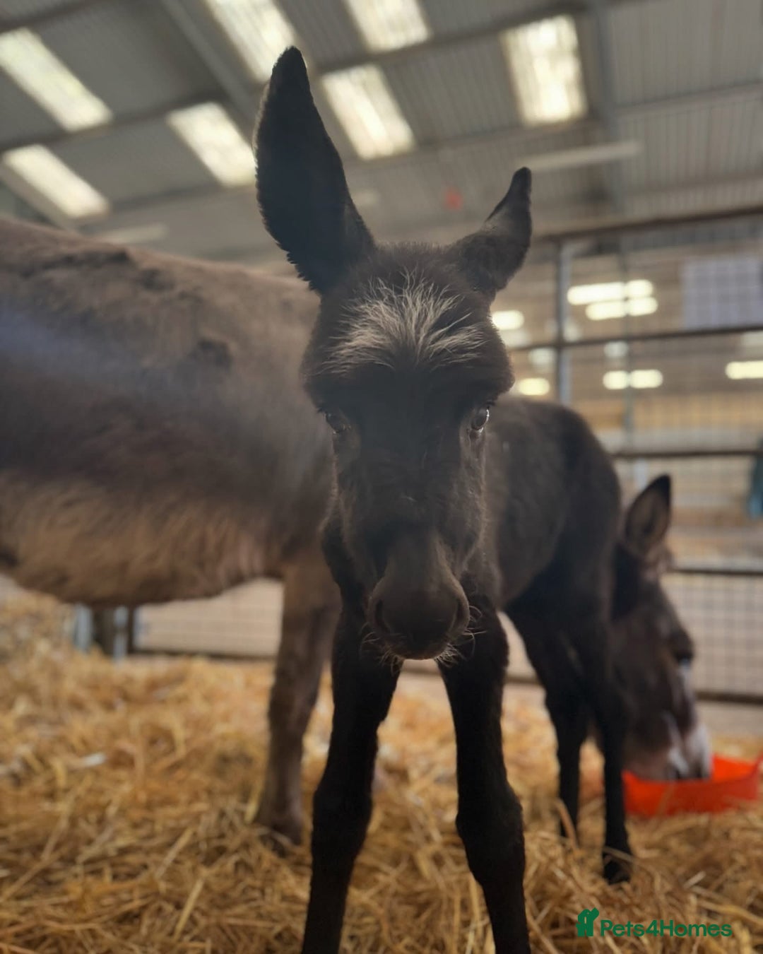 Donkey livestock for sale: 2 X Jennies for Sale - Advert 3