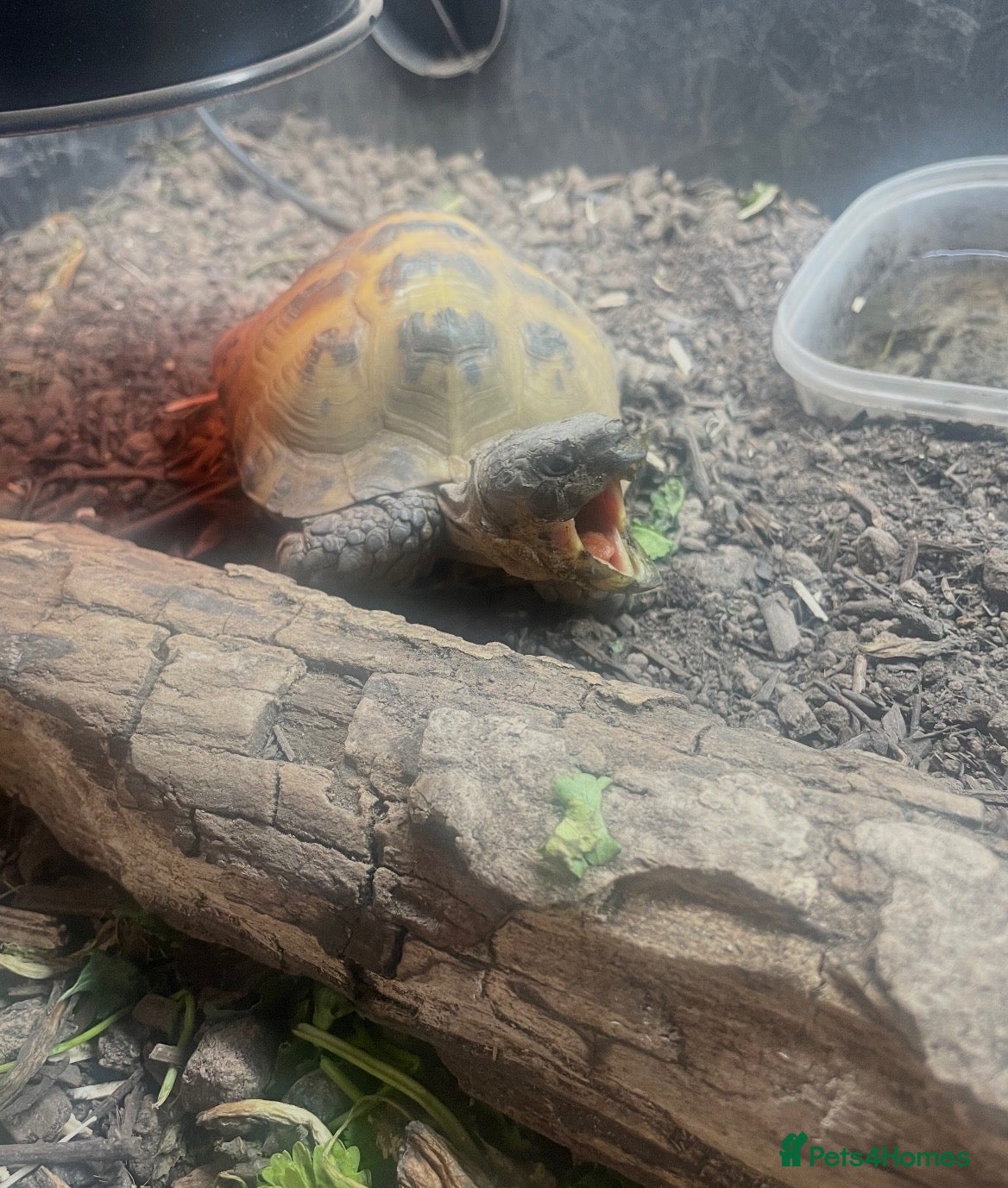 Hermann Tortoise reptiles for sale: Male Horsfield Tortoise  - Advert 19