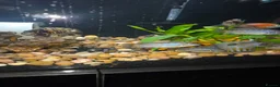 Cichlids fish for sale: Cichlids in Ellesmere Port - Advert 6