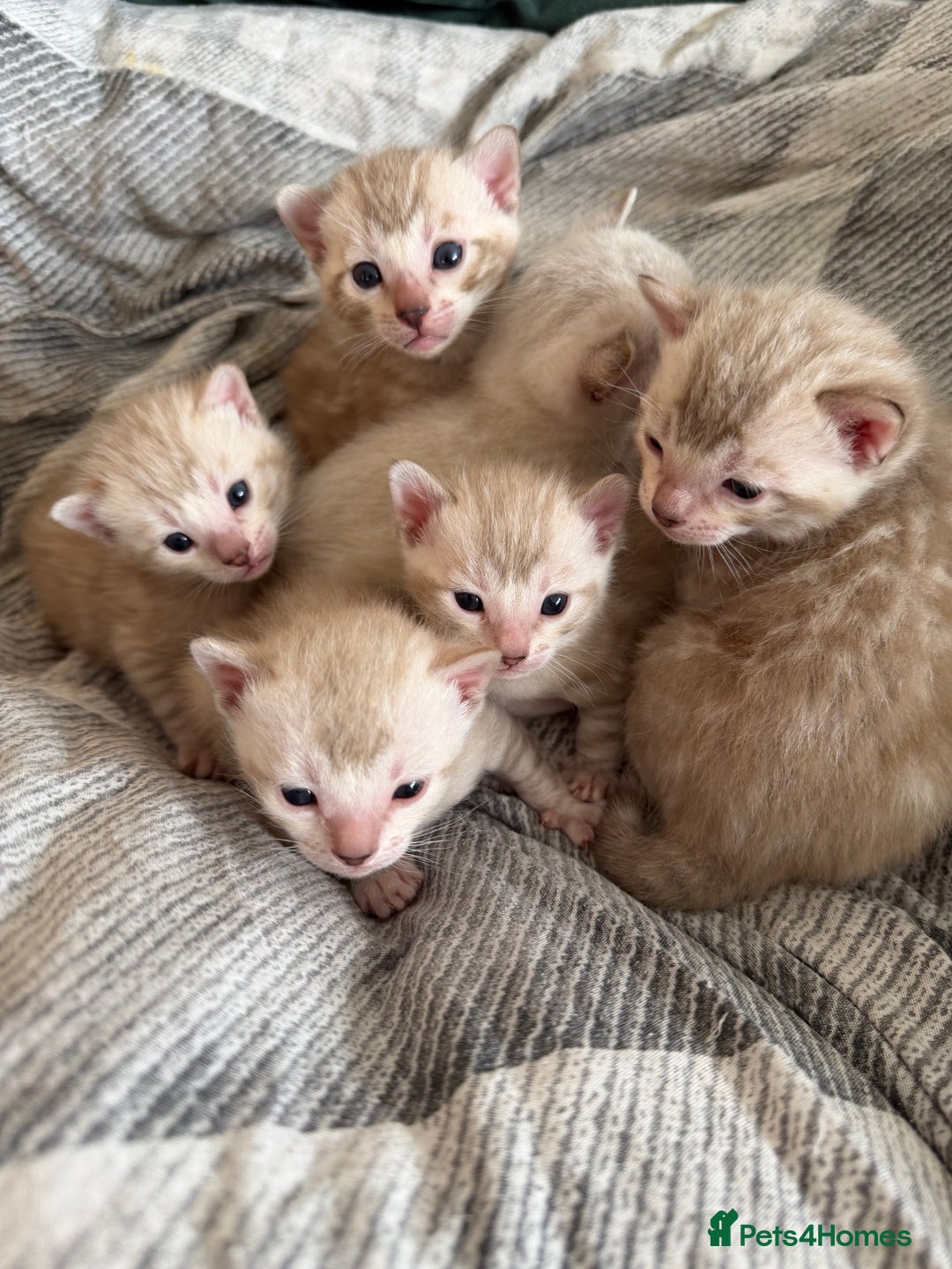 Bengal cats for sale: Snow Bengal Kittens, TICA Registered Pet only! - Advert 2