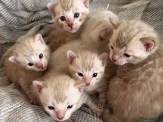 Bengal cats 🏆 Snow Lynx Bengal Kittens, TICA 5th Gen Pedigree - Advert 2