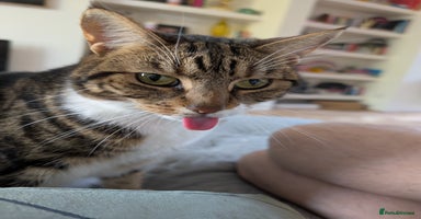 Mixed Breed cats - Advert 14