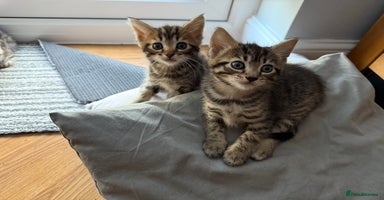 Bengal cats - Advert 11