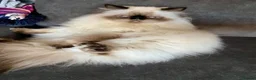 Himalayan cats for sale: Beautiful persian male for sale - Advert 1