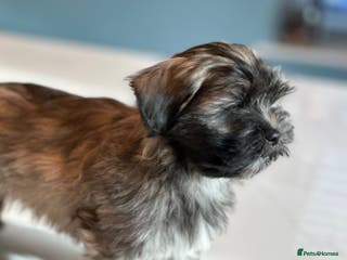 Lhasa Apso dogs Adorable Lhasa Apso Puppies full pedigree - Advert 1