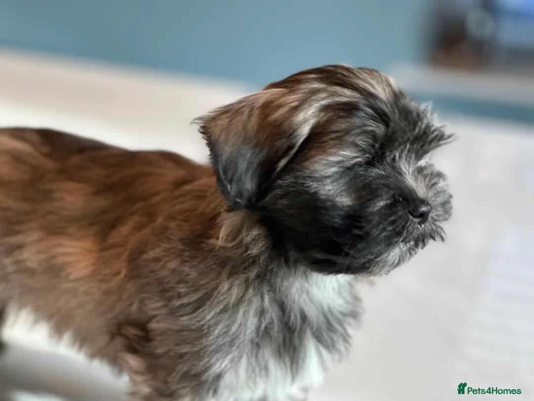 Lhasa Apso dogs for sale: Adorable Lhasa Apso Puppies full pedigree - Advert 1