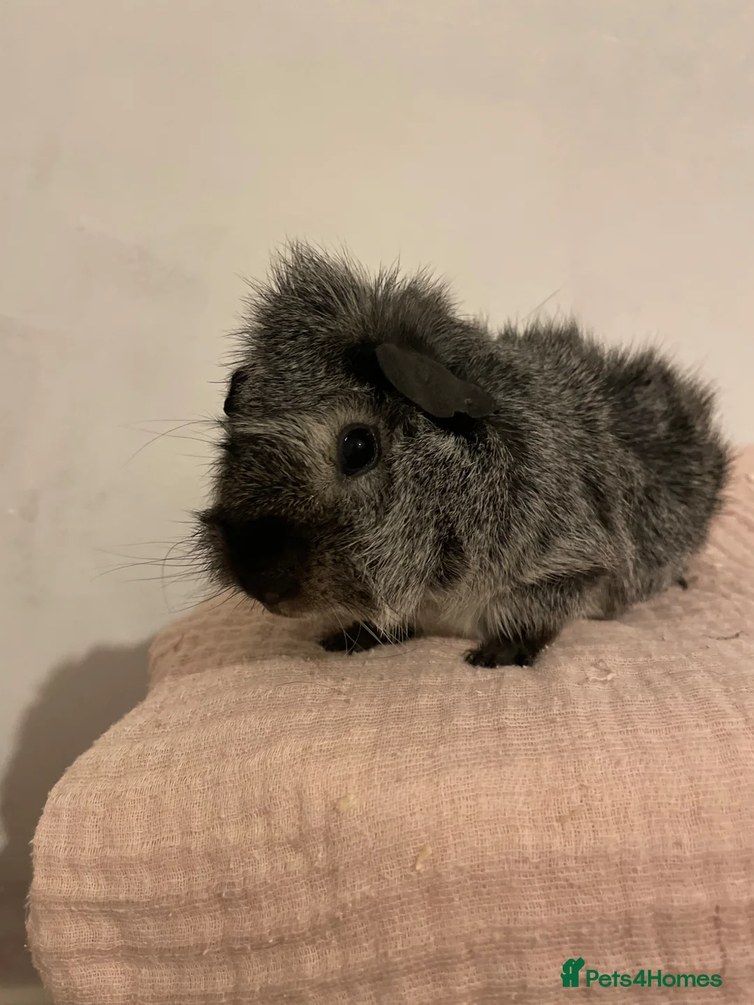 Guinea Pig rodents for sale: 2 male guinea pigs - Advert 1