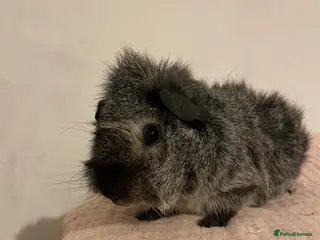 Guinea Pig rodents 2 male guinea pigs - Advert 1