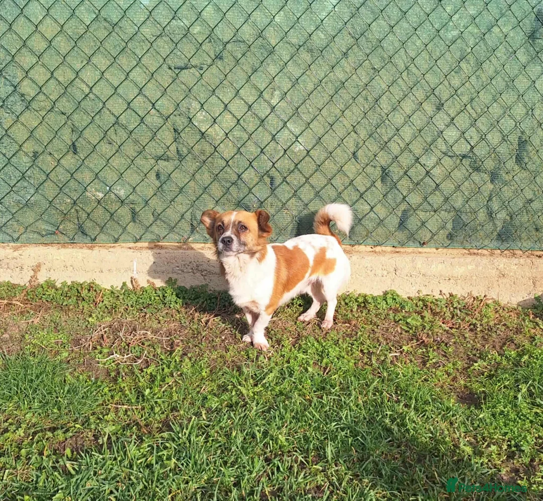 Mixed Breed dogs for adoption: Meatball for adoption - Advert 7