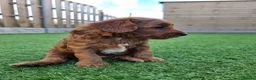 Goldendoodle dogs for sale: Red and white F1b miniature goldendoodle, last boy - Advert 3