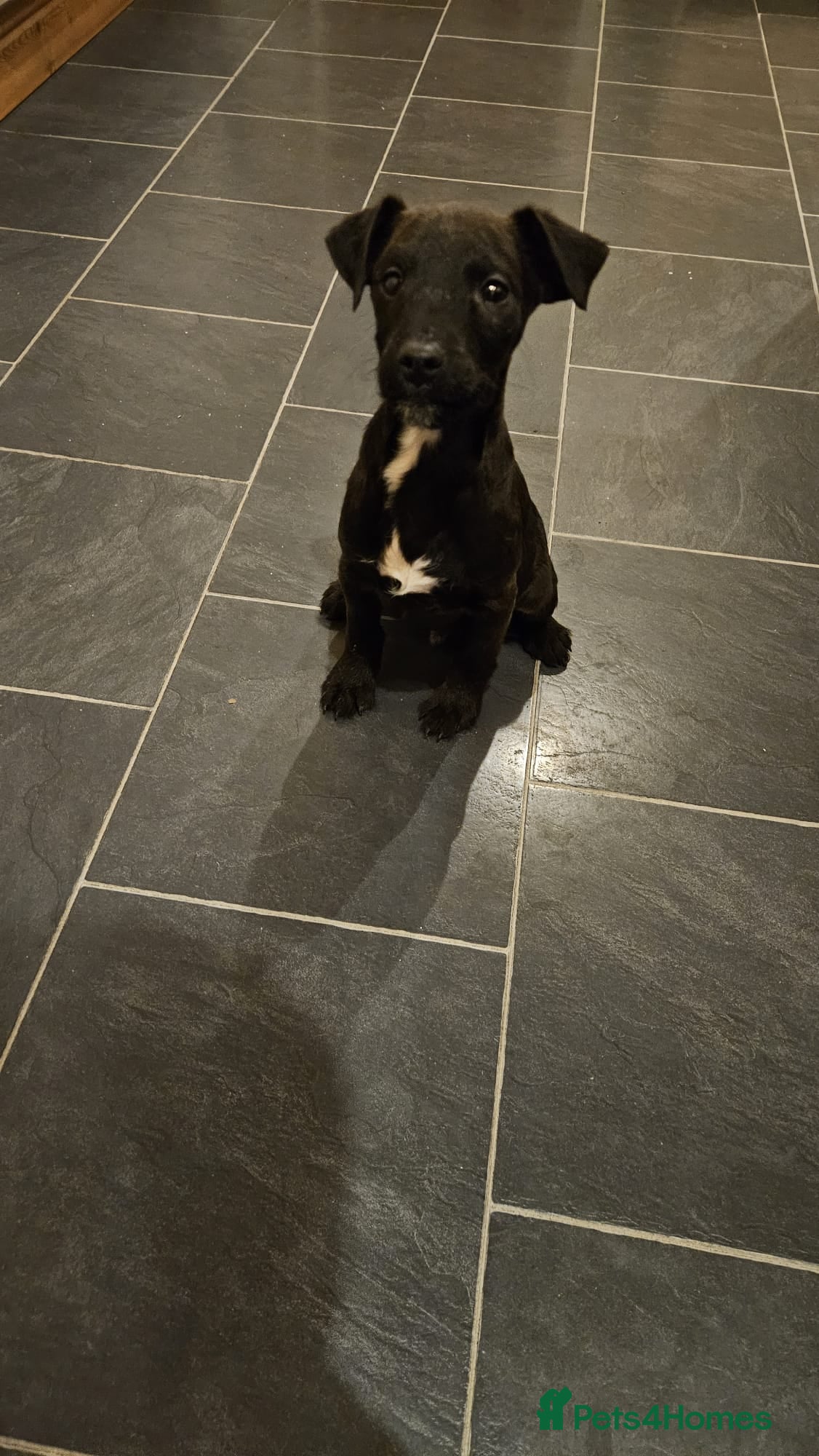 Patterdale Terrier dogs 13 week old Patterdale dog pup. - Advert 16