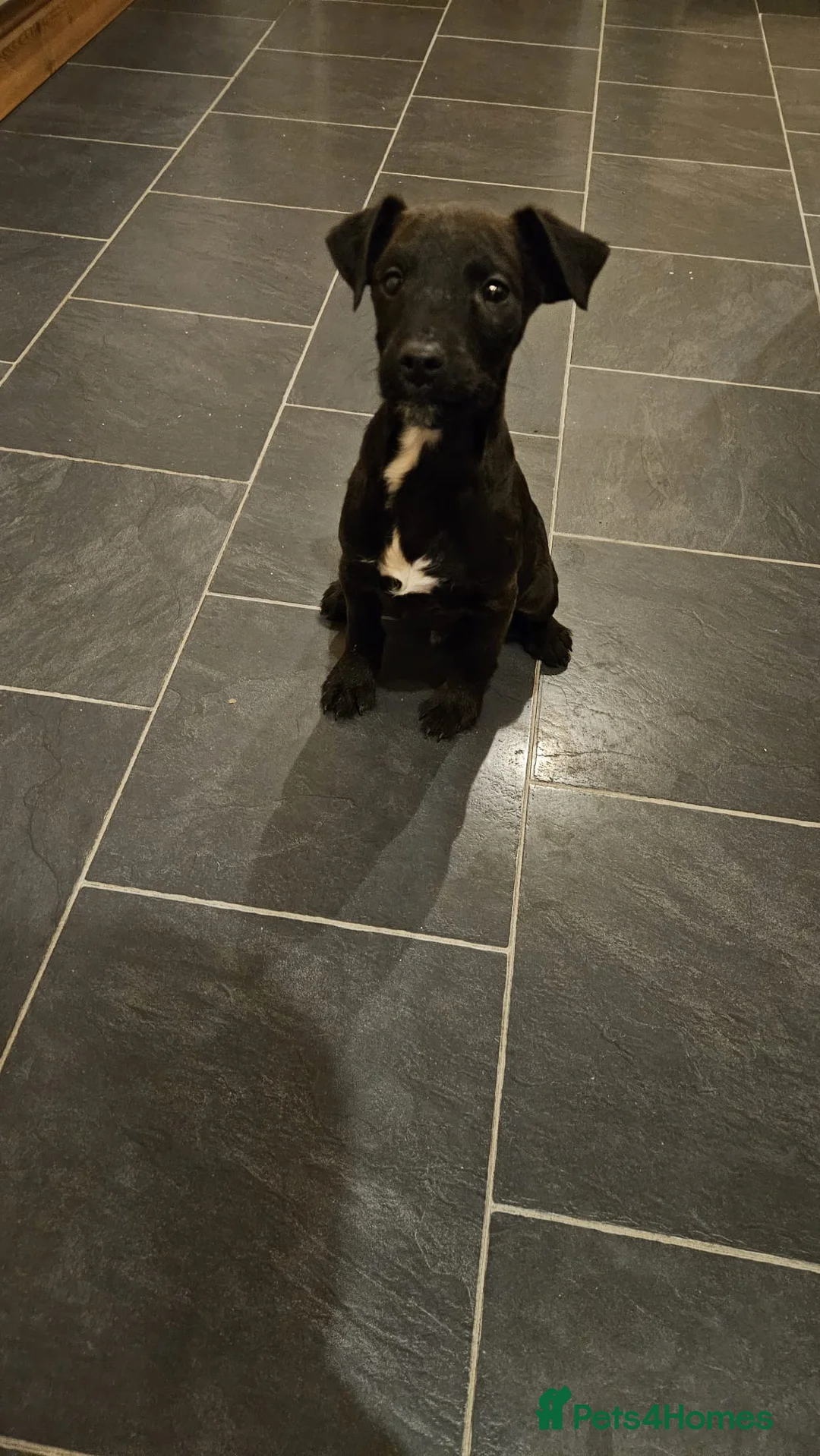 Patterdale Terrier dogs for sale: 13 week old Patterdale dog pup. - Advert 1