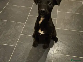 Patterdale Terrier dogs 13 week old Patterdale dog pup. - Advert 16