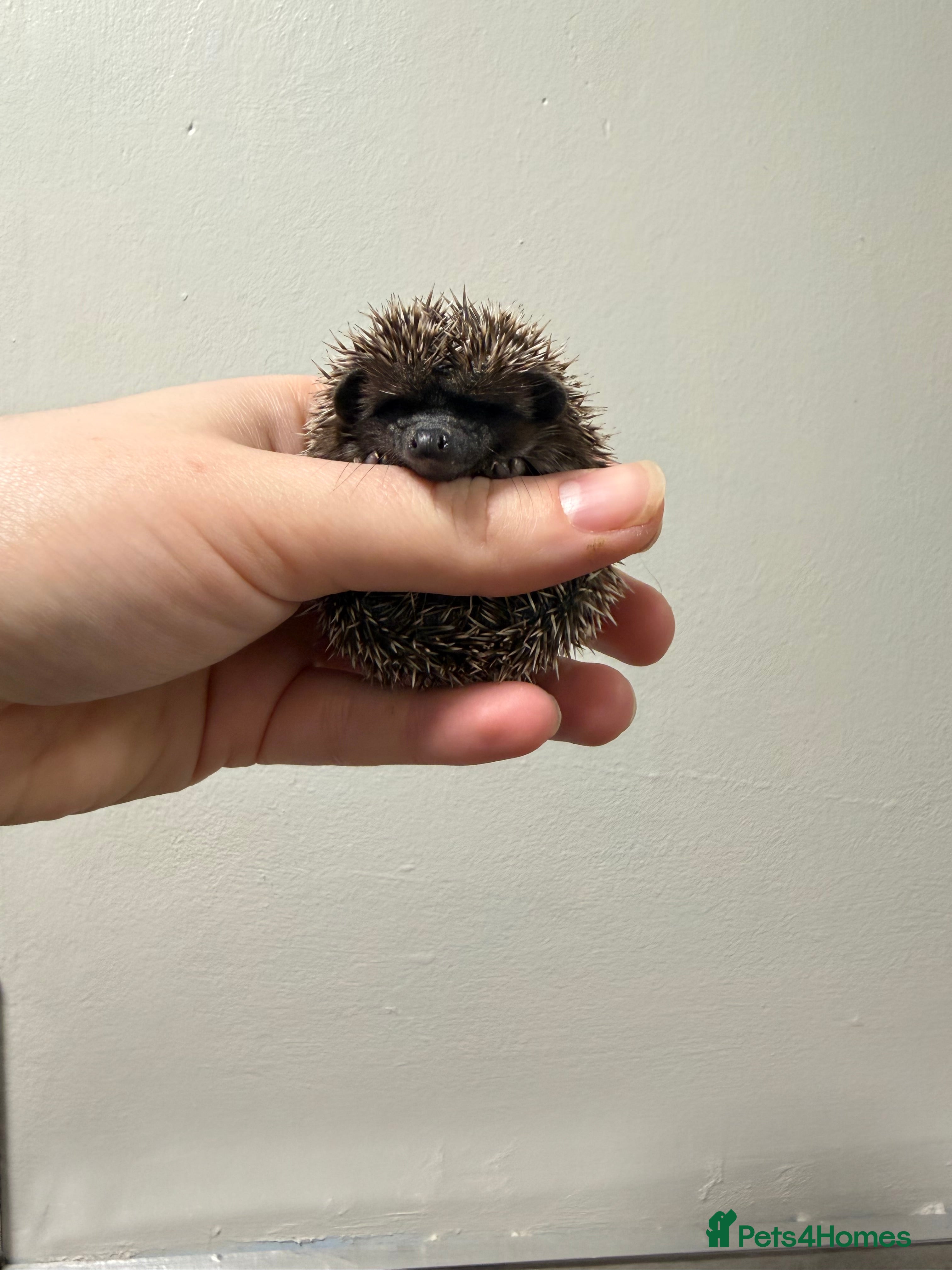 Pygmy Hedgehog rodents African Pygmy hogs 2 boys available  - Advert 4