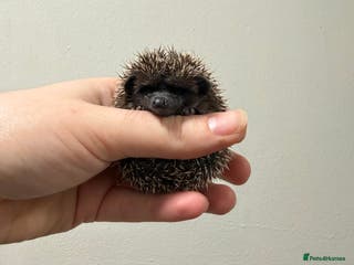 Pygmy Hedgehog rodents African Pygmy hogs 2 boys available - Advert 3