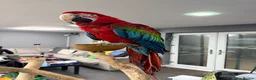 Macaws birds for sale: Stunning Green-Winged Macaw - Advert 5