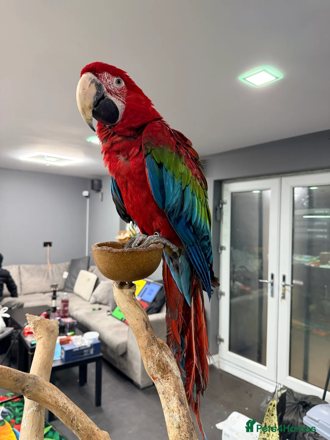 Macaws birds for sale: Stunning Green-Winged Macaw - Advert 5