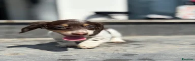 Miniature Dachshund 6