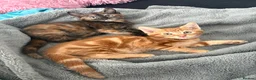 Mixed Breed cats for sale: Adorable Kittens Looking for Loving Homes!  - Advert 23