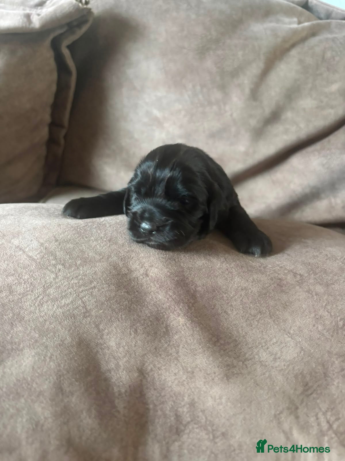 Cocker Spaniel dogs black female cocker  - Advert 17