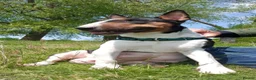 Miniature Bull terrier dogs for sale: AKC & KC Registered Miniature English bull terrier - Advert 4