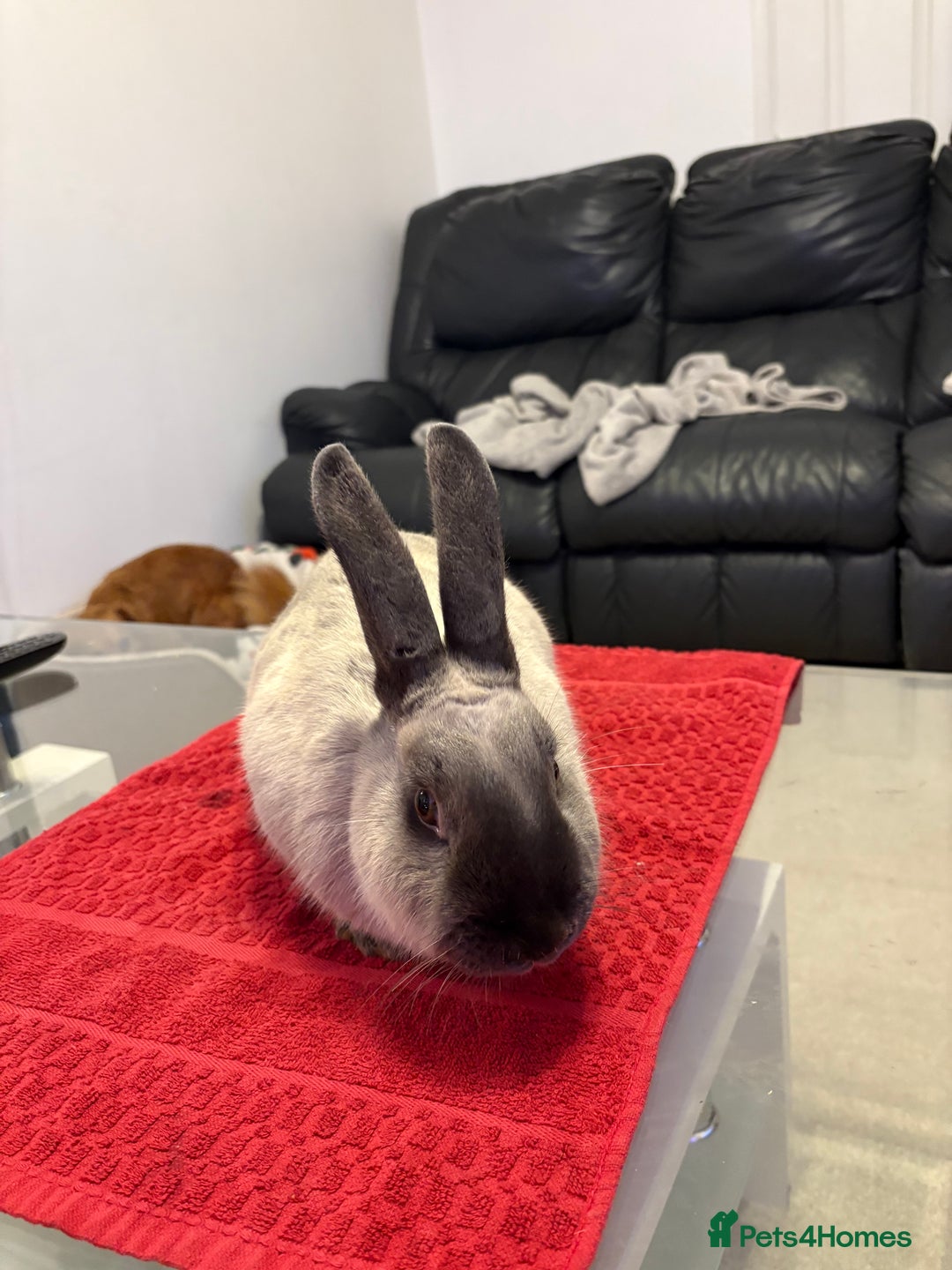 Mixed Breed rabbits for sale: Rabbit free to a new home  - Advert 1