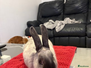 Mixed Breed rabbits Rabbit free to a new home - Advert 1