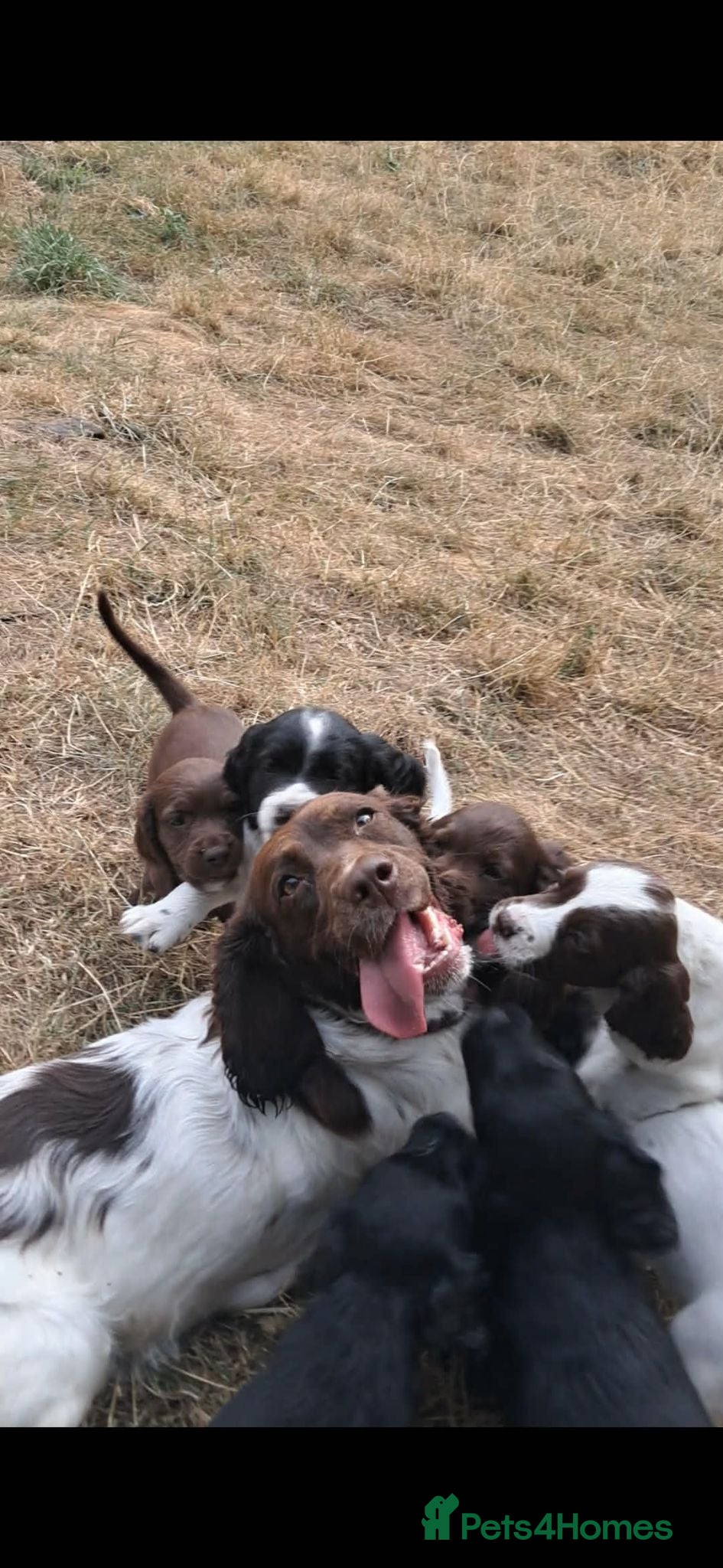 Sprocker dogs SPROCKER (ENGLISH SPRINGER X COCKER SPANIEL) PUPS - Advert 1