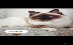 Ragdoll cats for sale: Stunning Ragdoll kitten  - Advert 6
