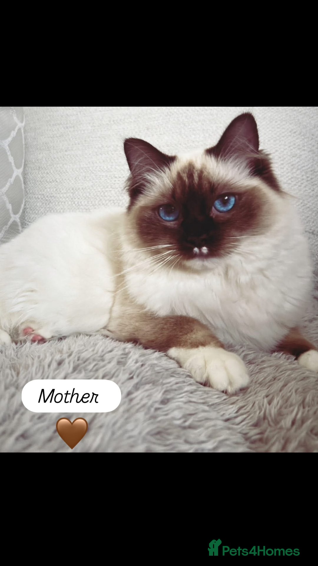 Ragdoll cats for sale: Stunning Ragdoll kitten  - Advert 6