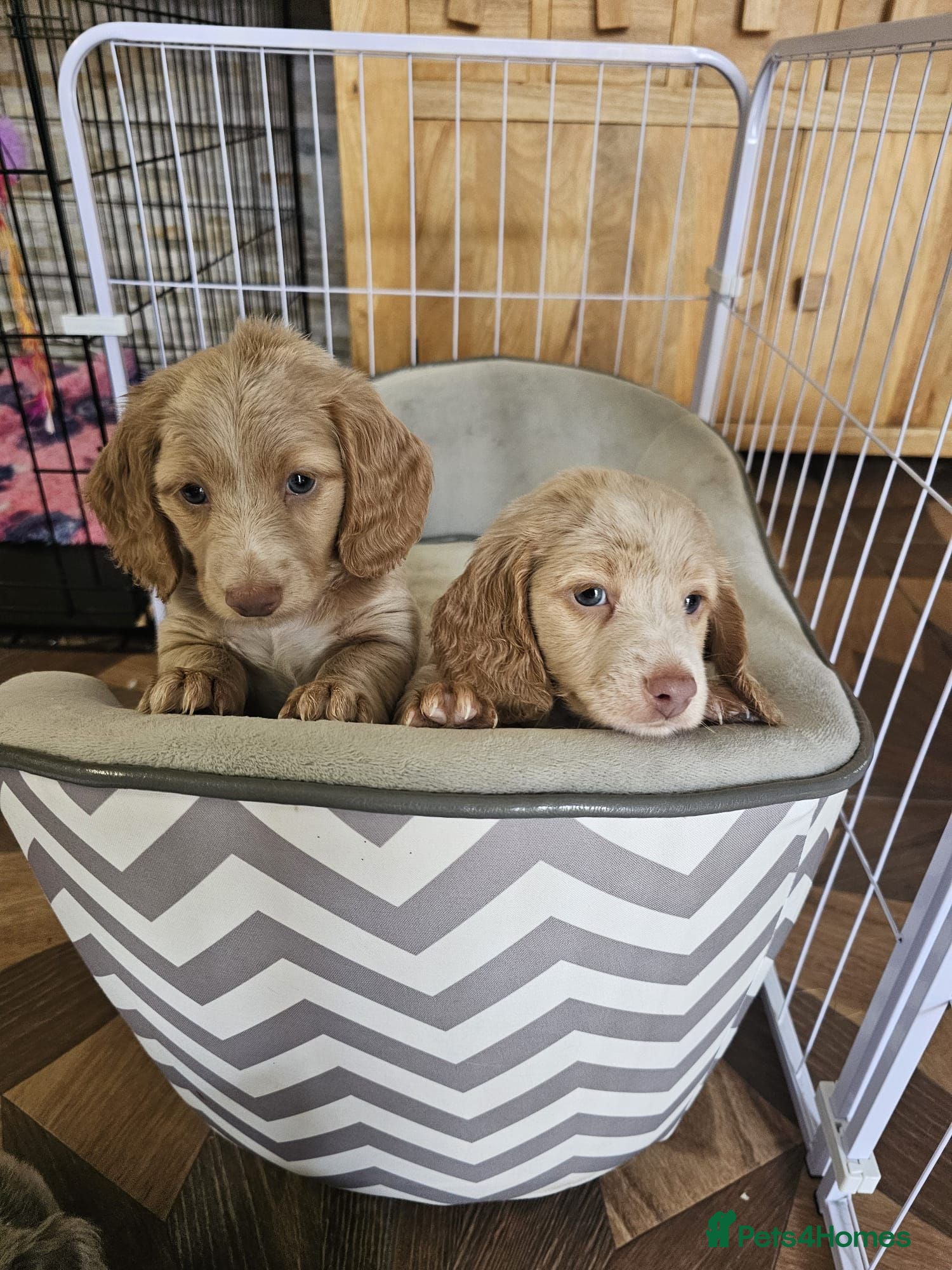 Miniature Dachshund dogs Gorgeous long haired pups, health checked/chipped  - Advert 2