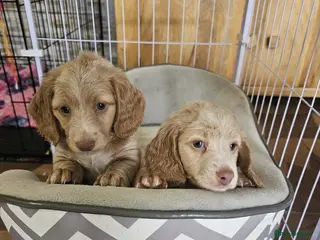 Miniature Dachshund dogs Gorgeous long haired pups, health checked/chipped - Advert 2