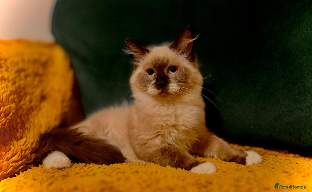 Mixed Breed cats for sale: Stunning maincoon x ragdoll - Image 2