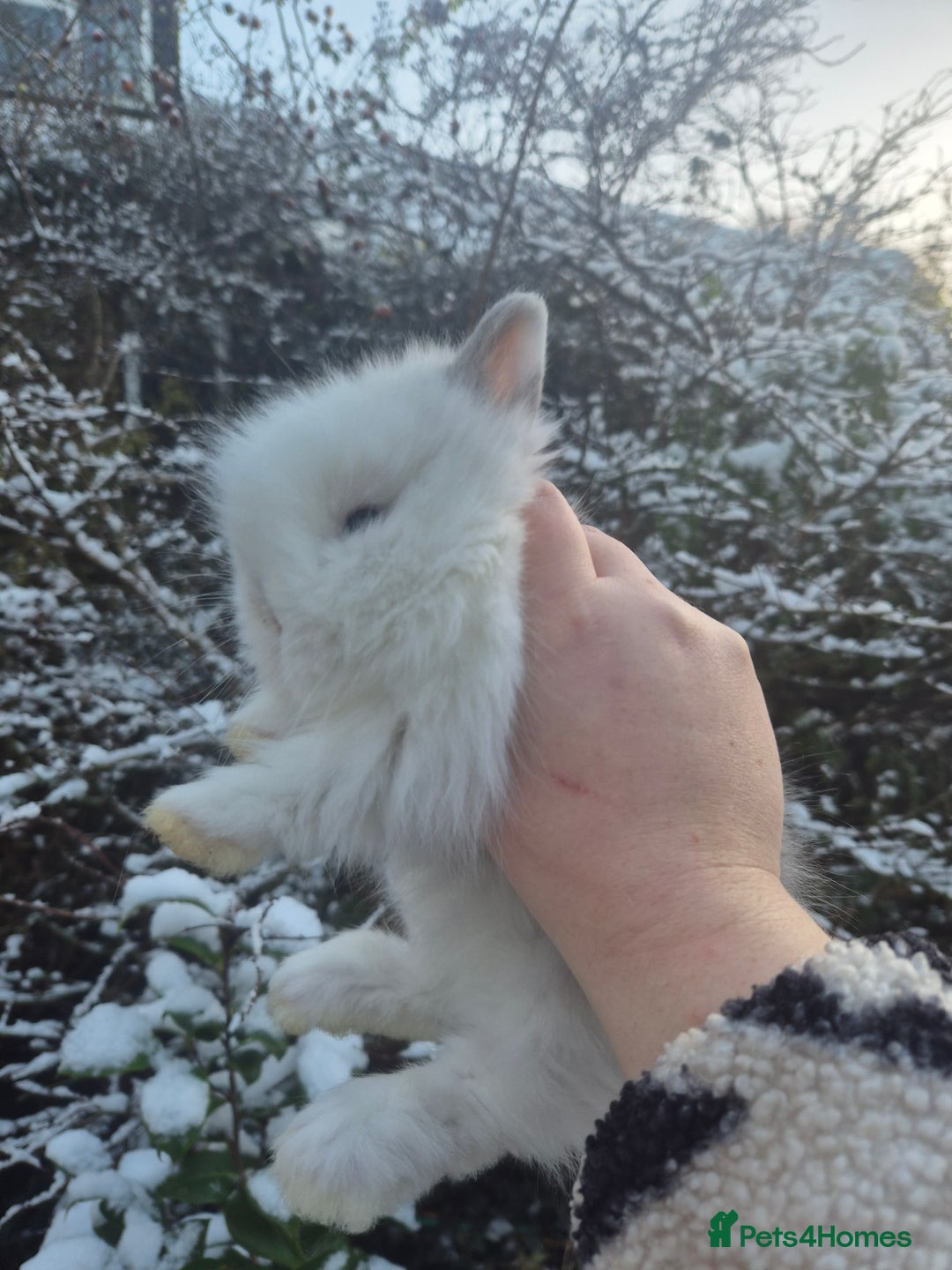 Angora rabbits for sale: 💖💙Ready in 2 weeks- Blue harli teddydwerg💙💖 - Advert 10