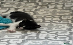 Domestic Shorthair cats for sale: 3 lovely black and white kittens - Image 13