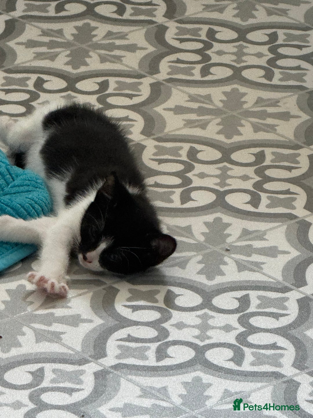 Domestic Shorthair cats for sale: 3 lovely black and white kittens - Image 13