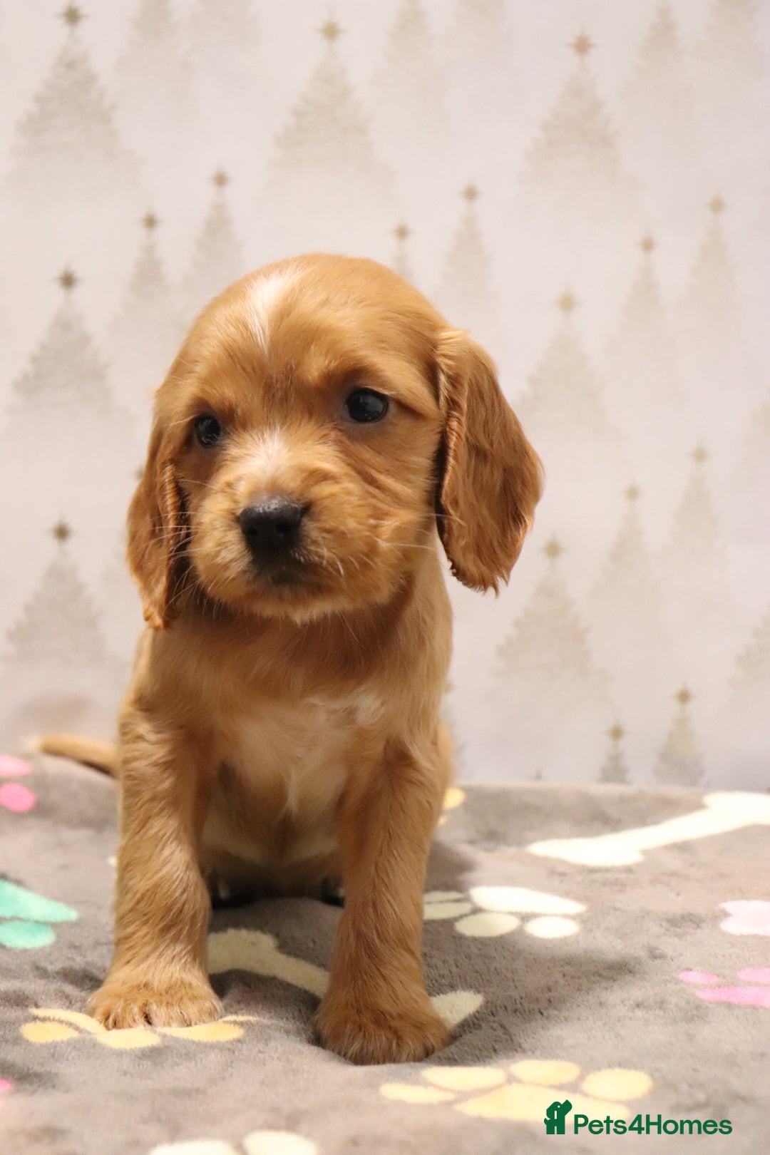 Cocker Spaniel dogs for sale: Fully Health Tested Cocker Spaniel Puppies  - Advert 38