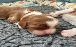 Cavalier King Charles Spaniel dogs for sale: Fully Health Tested Male CKCS Puppies - Image 16