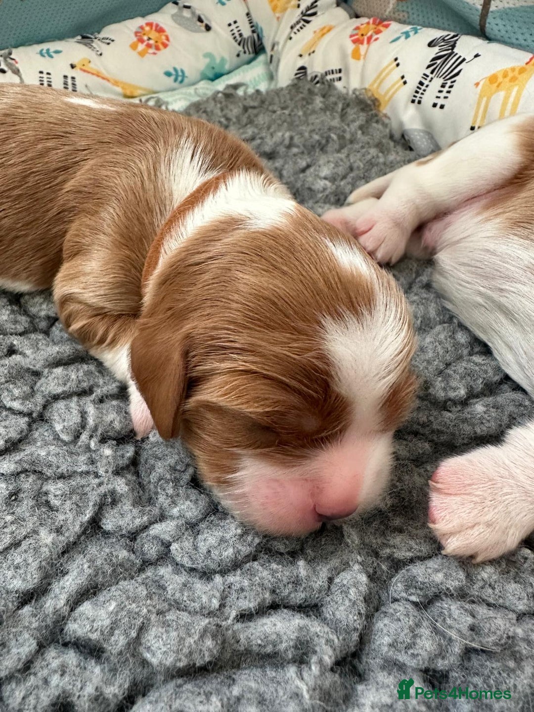 Cavalier King Charles Spaniel dogs for sale: Fully Health Tested Male CKCS Puppies - Image 16
