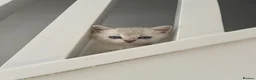 Scottish Fold cats for sale: SALE !!!! LOVELY SCOTTISH FOLD GOLDEN KITTENS  - Advert 9