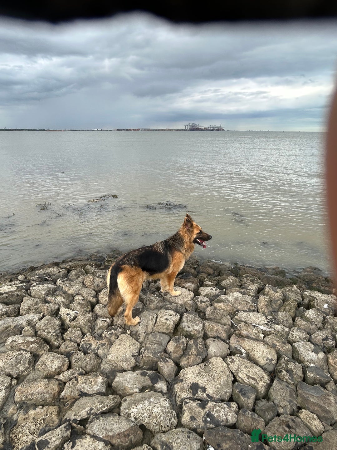 German Shepherd dogs for sale: Beautiful German shepherd bitch - Image 2