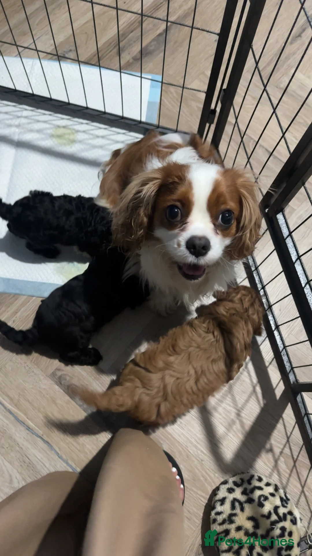 Cavapoo dogs for sale: Stunning Health Tested F1 Cavapoo Puppy’s  - Advert 2