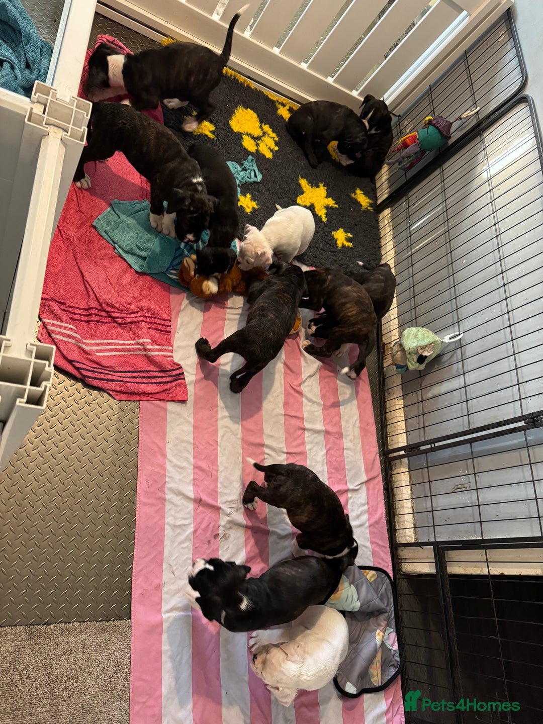 Boxer dogs for sale: LAST 2 boxer puppies  - Advert 7