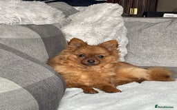 Pomeranian dogs for sale: Adorable 2 Year Old pomeranian  - Image 4